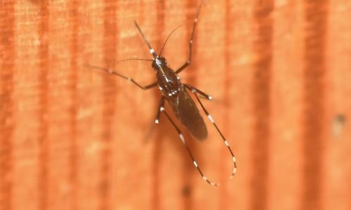 Aedes albopictus